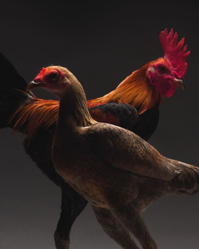 Hai nhiếp ảnh gia thể hiện tình yêu với loài gà qua những shot hình vừa nghệ vừa chuyên nghiệp khiến ai cũng phải trầm trồ - Ảnh 2.