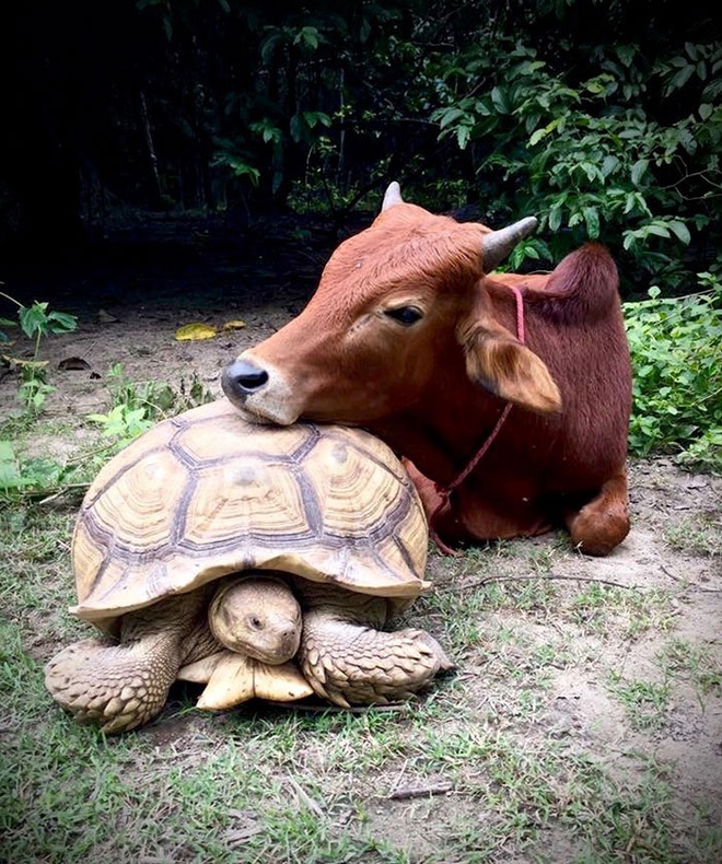 Tình bạn siêu đáng yêu nảy nở giữa một chú bò khuyết tật và một chú rùa già ở trong khu bảo tồn khiến ai cũng cảm thấy thích thú - Ảnh 4.