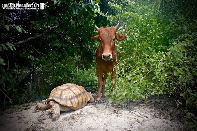 Tình bạn siêu đáng yêu nảy nở giữa một chú bò khuyết tật và một chú rùa già ở trong khu bảo tồn khiến ai cũng cảm thấy thích thú - Ảnh 3.