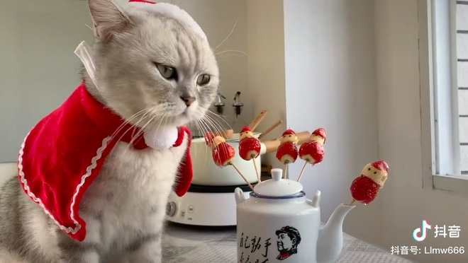 Ấm lòng ngày Giáng sinh: Clip chú mèo quay vlog nấu ăn viral khắp nơi, hội con sen lại sắp lôi các boss ra làm trò cho xem! - Ảnh 14.