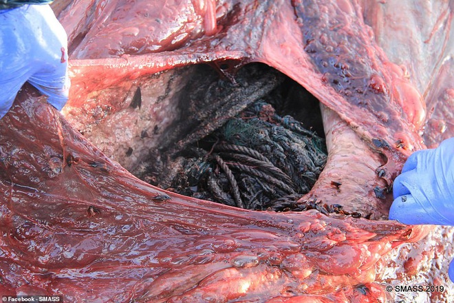 Các nhà khoa học mổ xác cá voi nặng gần 20 tấn chết trôi dạt vào bờ, phát hiện gần trăm kg rác thải nhựa cuộn thành quả bóng khổng lồ trong bụng  - Ảnh 4.