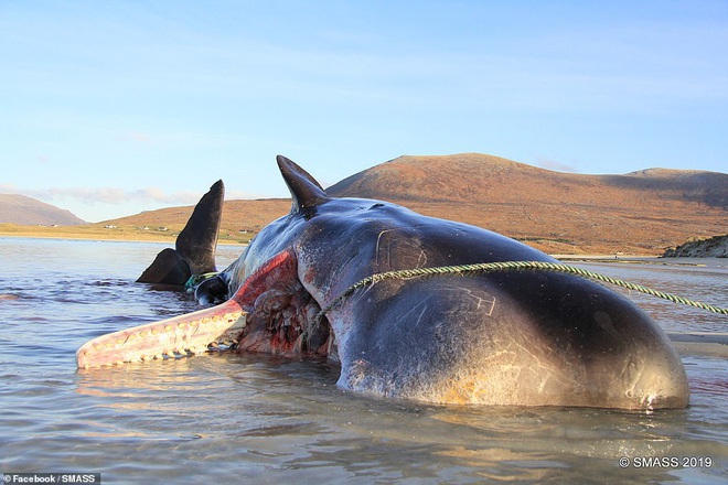 Các nhà khoa học mổ xác cá voi nặng gần 20 tấn chết trôi dạt vào bờ, phát hiện gần trăm kg rác thải nhựa cuộn thành quả bóng khổng lồ trong bụng  - Ảnh 1.