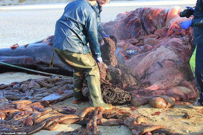 Các nhà khoa học mổ xác cá voi nặng gần 20 tấn chết trôi dạt vào bờ, phát hiện gần trăm kg rác thải nhựa cuộn thành quả bóng khổng lồ trong bụng  - Ảnh 5.