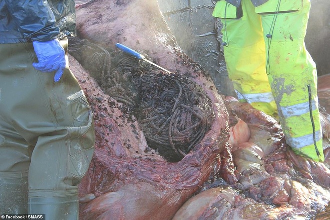 Các nhà khoa học mổ xác cá voi nặng gần 20 tấn chết trôi dạt vào bờ, phát hiện gần trăm kg rác thải nhựa cuộn thành quả bóng khổng lồ trong bụng  - Ảnh 6.
