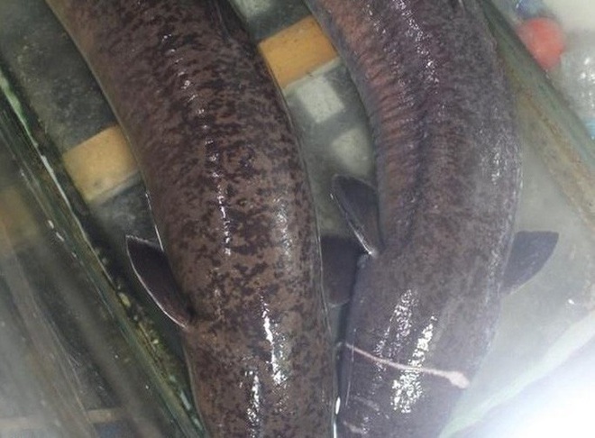 Bắt được 2 con cá lệch “khủng” dài 1,6 m, nặng 16 kg mỗi con, bán gần 30 triệu đồng - Ảnh 1.