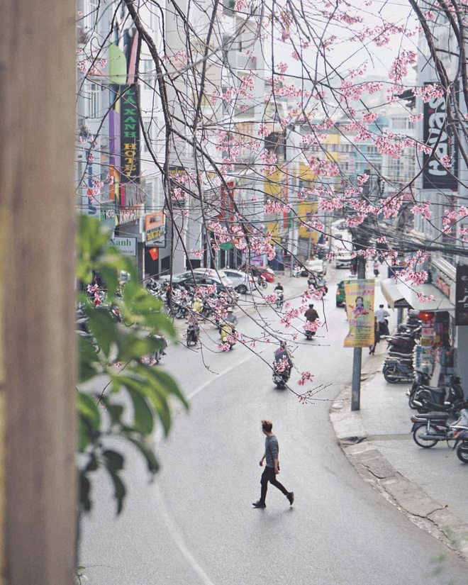 Góc lừa tình: Dù chưa tới mùa mai anh đào nhưng nhiều fanapge đã đăng thông tin “hoa nở rộ khắp Đà Lạt” gây phẫn nộ - Ảnh 21.