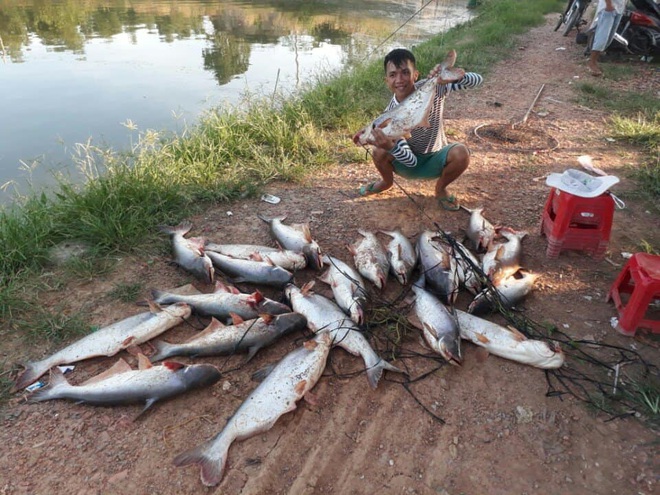 Cần thủ khoe chiến lợi phẩm với hơn 20 chú cá siêu to khổng lồ khiến dân mạng trầm trồ, chủ hồ thì khóc thét - Ảnh 1.