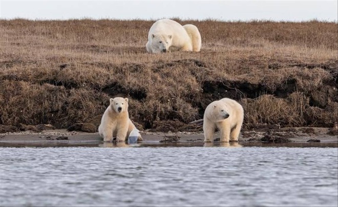Gấu Bắc Cực đói đánh nhau giành rác nhựa - Cảnh tượng xót xa về ảnh hưởng của ô nhiễm môi trường đến các loài động vật - Ảnh 4.