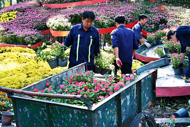 Hội hoa Xuân kết thúc, người dân Sài Gòn hào hứng xin hoa miễn phí về chưng cho đỡ uổng phí - Ảnh 7.