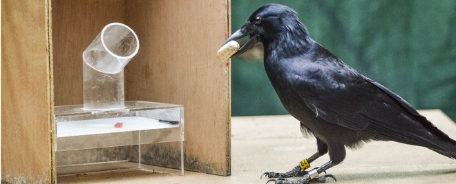 Nghiên cứu mới xác nhận một trong những loài chim thông minh nhất thế giới: QUẠ - Ảnh 1.