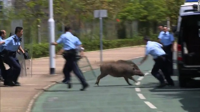 Lợn rừng xuất hiện từng đàn, 'chạy điên cuồng' trong khu dân cư, sân bay và trung tâm thương mại ở Hồng Kông