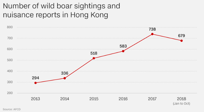 Lợn rừng xuất hiện từng đàn, chạy điên cuồng trong khu dân cư, sân bay và trung tâm thương mại ở Hồng Kông - Ảnh 2.