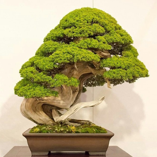 Trộm lẻn vào vườn bonsai 5.000 ha, trộm 7 cây quý gần 3 tỷ đồng - Ảnh 1.
