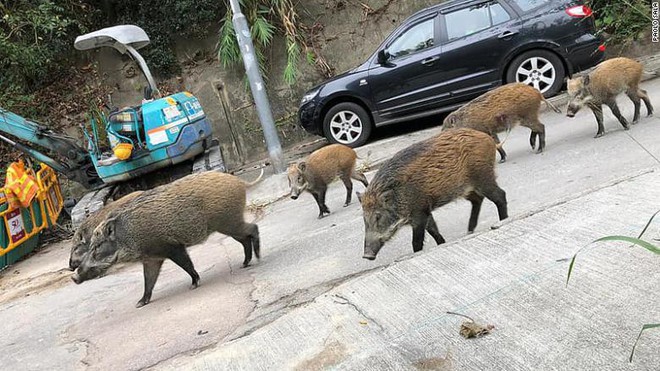 Lợn rừng xuất hiện từng đàn, chạy điên cuồng trong khu dân cư, sân bay và trung tâm thương mại ở Hồng Kông - Ảnh 4.