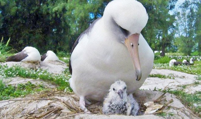 Bạn nghĩ chim sống được bao nhi&ecirc;u năm? Con chim gi&agrave; nhất thế giới n&agrave;y sẽ khiến bạn phải ngạc nhi&ecirc;n đấy - Ảnh 3.