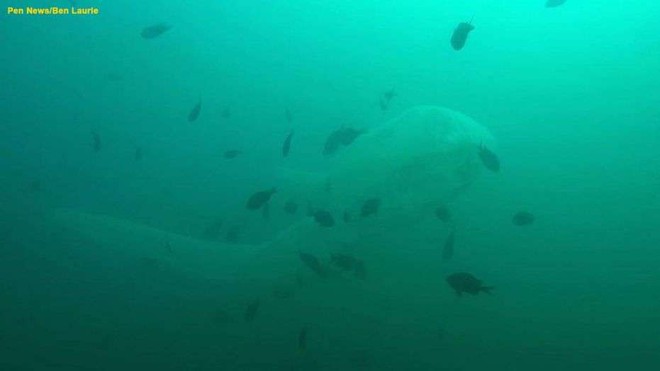Kinh hãi khoảnh khắc đối mặt với quái vật biển dài 10 mét - Ảnh 1.
