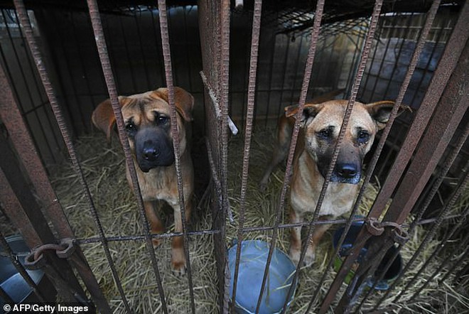 Giải cứu gần 200 con chó tại cơ sở thú cưng kết hợp giết thịt ở Hàn Quốc - Ảnh 1.