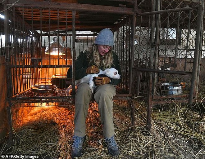 Giải cứu gần 200 con chó tại cơ sở thú cưng kết hợp giết thịt ở Hàn Quốc - Ảnh 2.