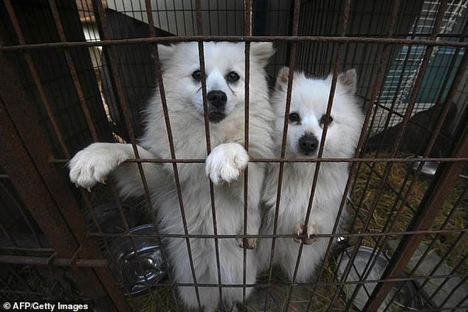 Giải cứu gần 200 con chó tại cơ sở thú cưng kết hợp giết thịt ở Hàn Quốc - Ảnh 1.
