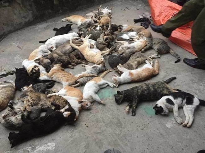 Hàng loạt mèo ở một xã đồng loạt lăn ra chết bất thường - Ảnh 1.