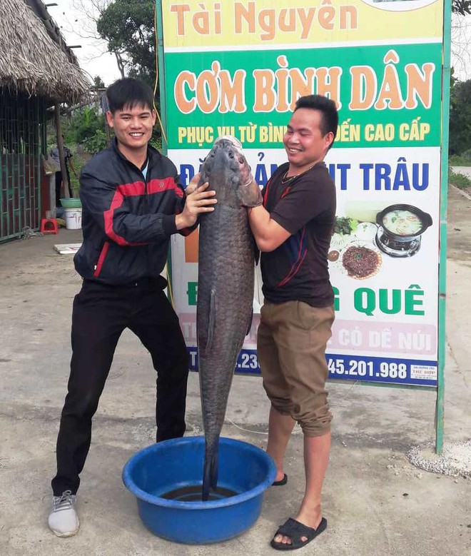 C&aacute; trắm đen nặng hơn 33 c&acirc;n, d&agrave;i gần 1 m&eacute;t sa lưới ngư d&acirc;n Thanh H&oacute;a - Ảnh 1.