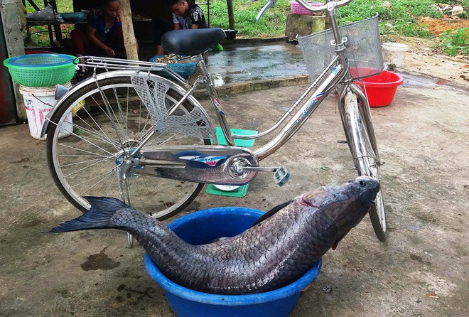 C&aacute; trắm đen nặng hơn 33 c&acirc;n, d&agrave;i gần 1 m&eacute;t sa lưới ngư d&acirc;n Thanh H&oacute;a - Ảnh 2.