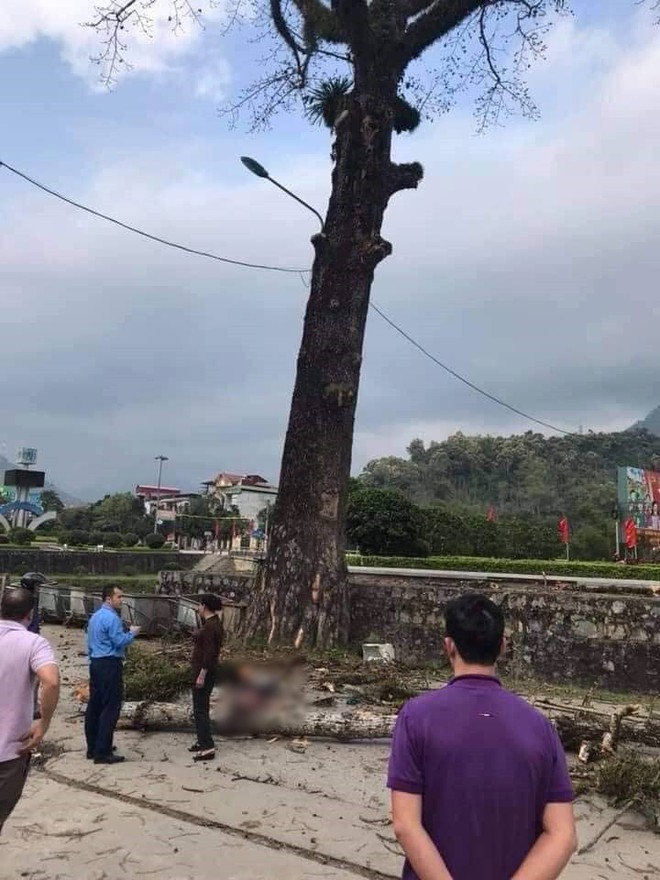 Danh tính nam thanh niên đang đi bộ trên đường bị cành cây gạo rơi trúng đầu, tử vong tại chỗ - Ảnh 2.