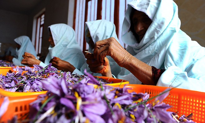 Saffron không tự nhiên mà đắt, cách người ta sản xuất ra nó cầu kì đến thế này cơ mà - Ảnh 1.