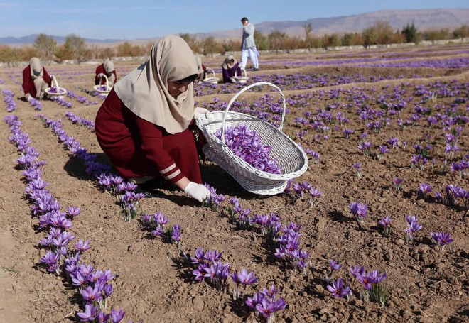 Saffron không tự nhiên mà đắt, cách người ta sản xuất ra nó cầu kì đến thế này cơ mà - Ảnh 2.