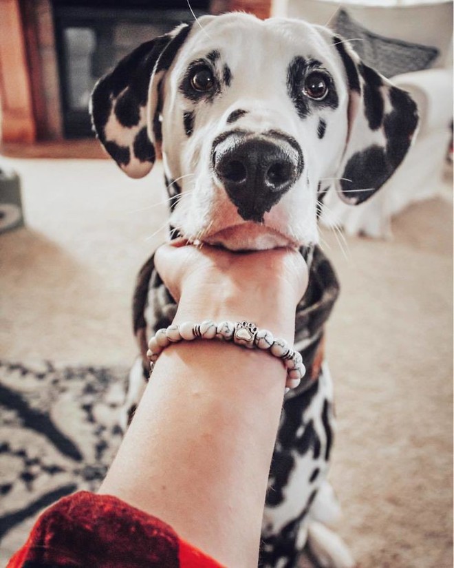 Chú chó đốm trở thành ngôi sao Instagram nhờ chiếc mũi hình trái tim độc nhất vô nhị - Ảnh 5.