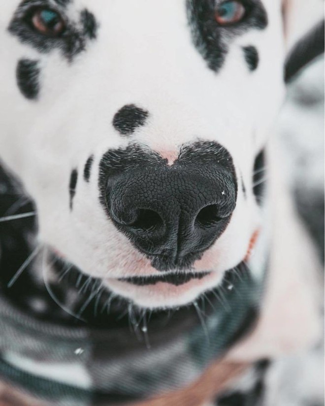 Chú chó đốm trở thành ngôi sao Instagram nhờ chiếc mũi hình trái tim độc nhất vô nhị - Ảnh 5.