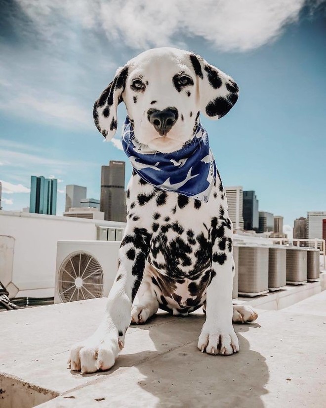 Chú chó đốm trở thành ngôi sao Instagram nhờ chiếc mũi hình trái tim độc nhất vô nhị - Ảnh 3.