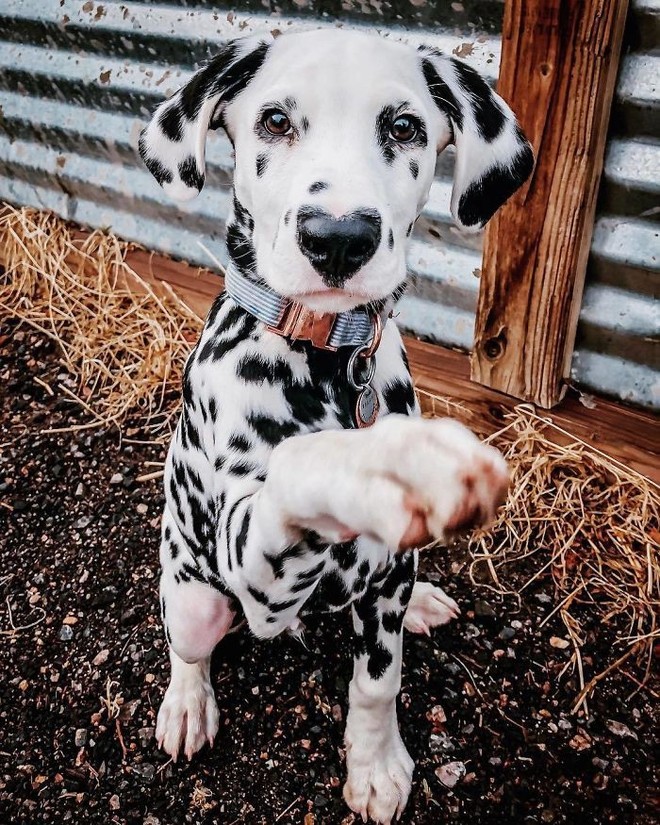 Chú chó đốm trở thành ngôi sao Instagram nhờ chiếc mũi hình trái tim độc nhất vô nhị - Ảnh 3.