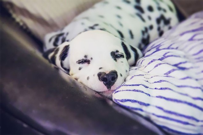 Chú chó đốm trở thành ngôi sao Instagram nhờ chiếc mũi hình trái tim độc nhất vô nhị - Ảnh 1.