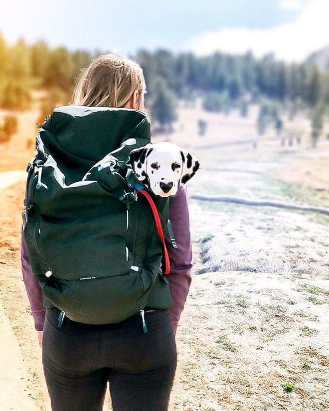 Chú chó đốm trở thành ngôi sao Instagram nhờ chiếc mũi hình trái tim độc nhất vô nhị - Ảnh 4.
