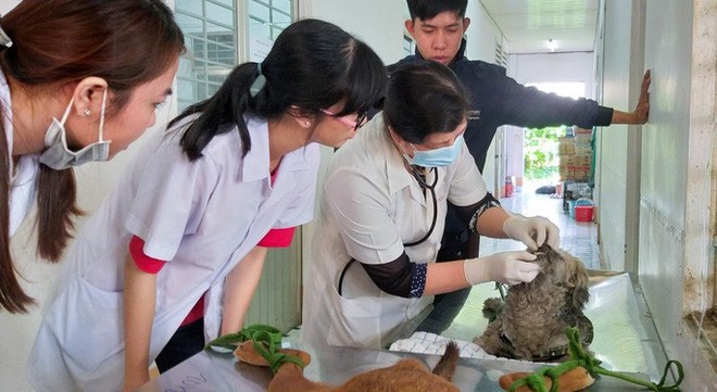 Nhiều người miền T&acirc;y mất ngủ v&igrave; ch&oacute; cưng lăn ra chết h&agrave;ng loạt - Ảnh 12.