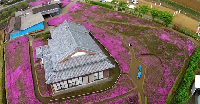 Người đ&agrave;n &ocirc;ng Nhật Bản d&agrave;nh trọn t&igrave;nh y&ecirc;u trồng đồi hoa trước nh&agrave; suốt 4 năm để tặng vợ m&ugrave; l&ograve;a - Ảnh 6.