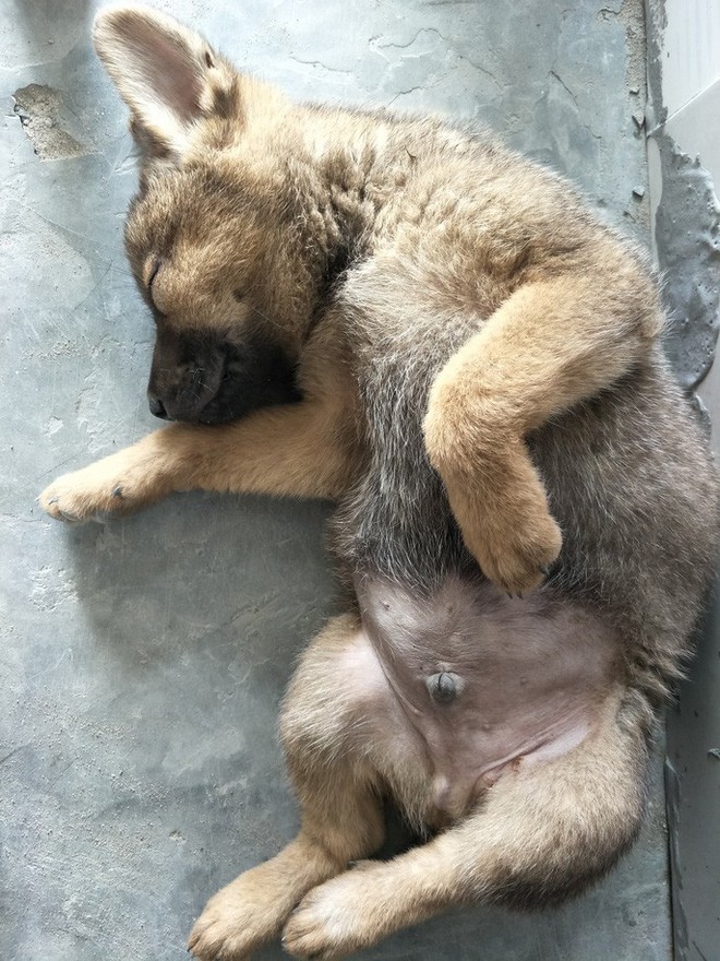 Nhiều người miền T&acirc;y mất ngủ v&igrave; ch&oacute; cưng lăn ra chết h&agrave;ng loạt - Ảnh 6.