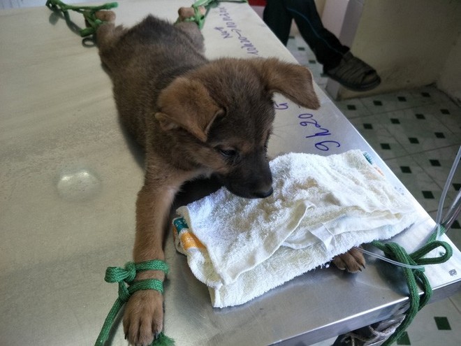 Nhiều người miền T&acirc;y mất ngủ v&igrave; ch&oacute; cưng lăn ra chết h&agrave;ng loạt - Ảnh 7.