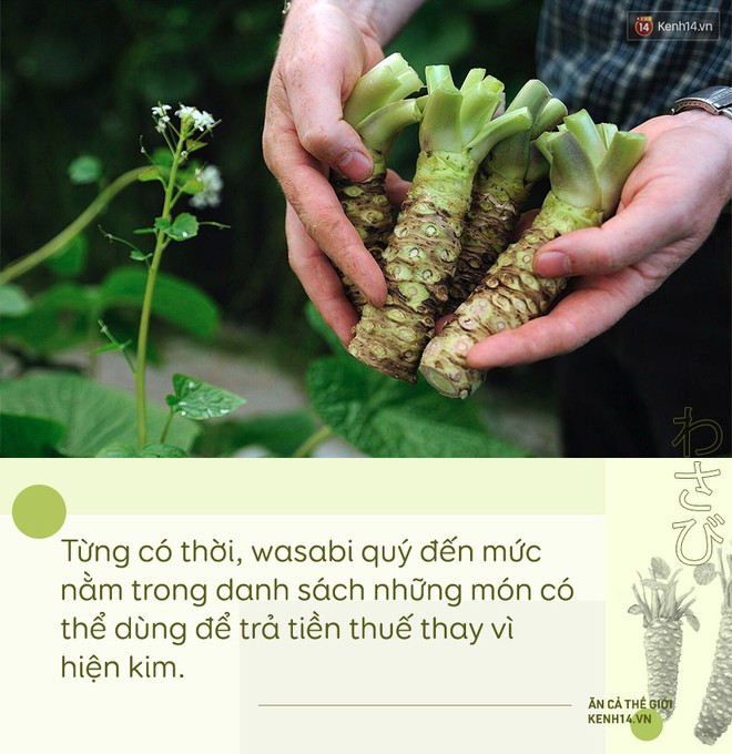 Sự thật đằng sau wasabi: thứ gia vị tưởng chừng như bình dị nhưng lại quý đến mức được người Nhật dùng để nộp thuế thay vàng - Ảnh 4.