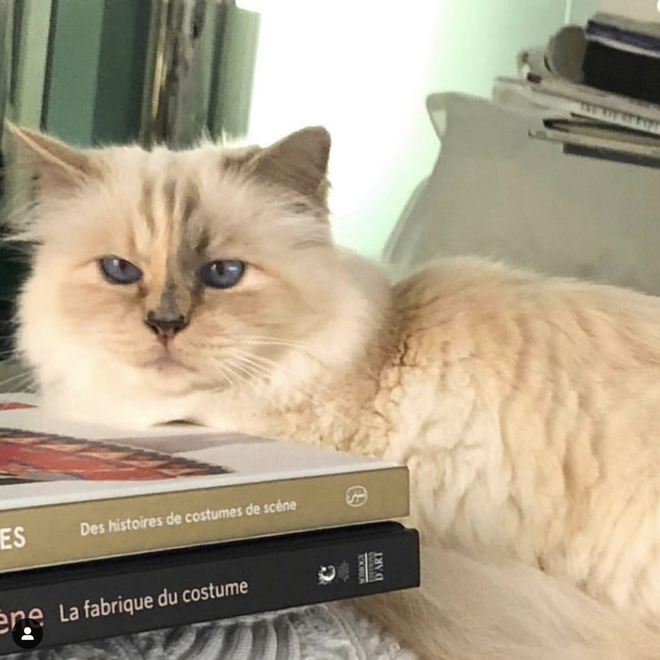 Cuộc sống vương giả của m&egrave;o Choupette - t&igrave;nh y&ecirc;u lớn nhất đời Karl Lagerfeld - Ảnh 7.