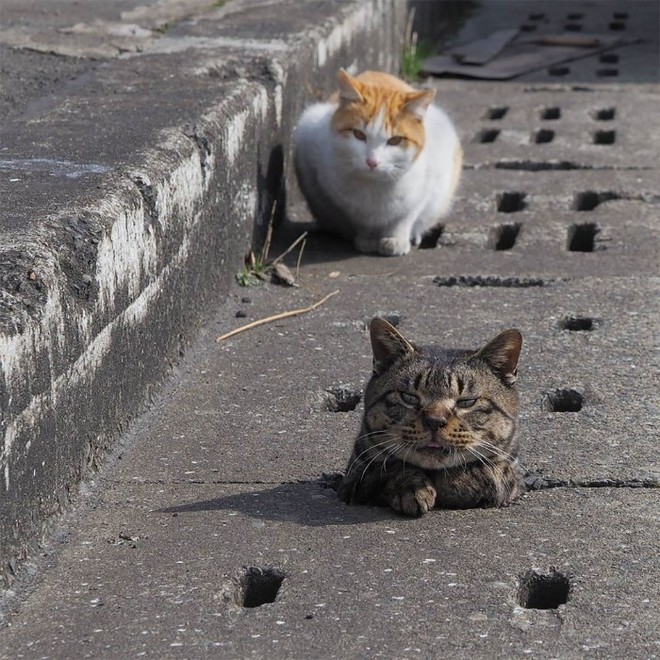 Bị chủ bạc đãi, anh em mèo hoang Nhật kéo nhau xuống cống sống đời an yên - Ảnh 14.