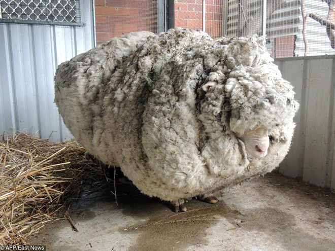 Ch&ugrave;m ảnh chứng minh việc sinh tồn ở miền hoang d&atilde; nước &Uacute;c l&agrave; một thử th&aacute;ch cho bất k&igrave; ai - Ảnh 16.