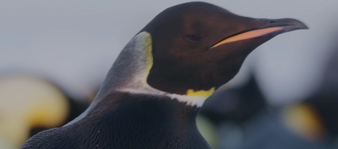Đây có thể là con chim cánh cụt hiếm nhất thế giới: cả hành tinh có đúng 1 con - Ảnh 3.