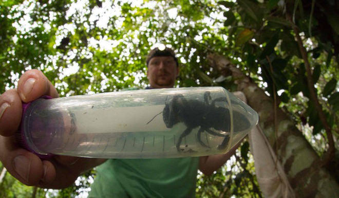 Tưởng đã tuyệt chủng ngót 40 năm, loài ong khổng lồ bất ngờ được tìm thấy tại Indonesia - Ảnh 2.