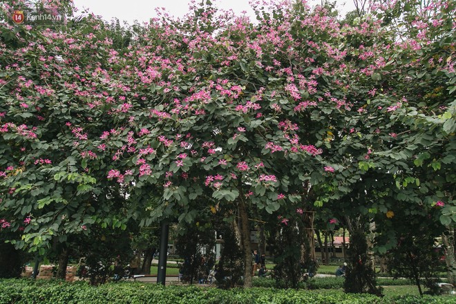 Không cần lên Tây Bắc, hoa ban vẫn bừng nở giữa đất trời Hà Nội cho người dân thỏa sức check-in - Ảnh 5.