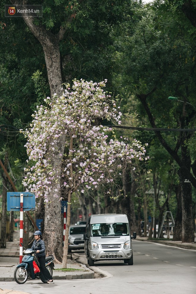 Không cần lên Tây Bắc, hoa ban vẫn bừng nở giữa đất trời Hà Nội cho người dân thỏa sức check-in - Ảnh 13.