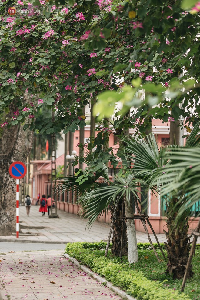 Không cần lên Tây Bắc, hoa ban vẫn bừng nở giữa đất trời Hà Nội cho người dân thỏa sức check-in - Ảnh 12.