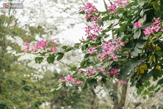 Không cần lên Tây Bắc, hoa ban vẫn bừng nở giữa đất trời Hà Nội cho người dân thỏa sức check-in - Ảnh 2.