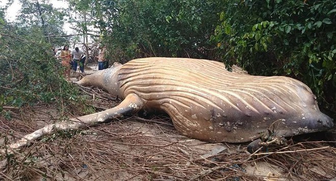 Bí ẩn xác cá voi khổng lồ tìm thấy trong rừng rậm Brazil - Ảnh 1.